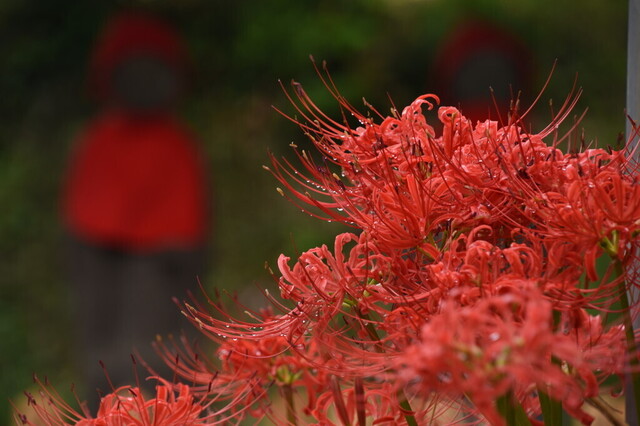 DSC_0530.jpg