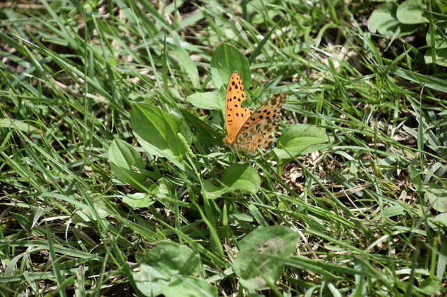 DSC_0676.jpg