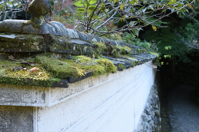 DSC_0711.jpg