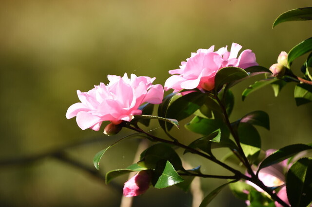 DSC_0716.jpg
