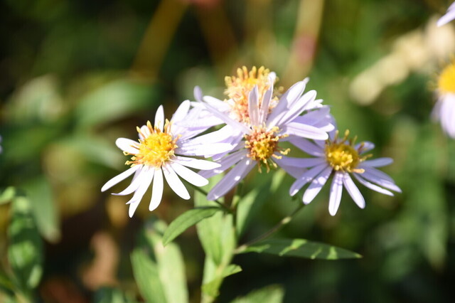 DSC_0720.jpg
