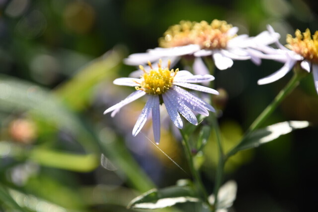 DSC_0726.jpg