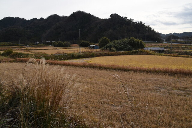 DSC_0732.jpg