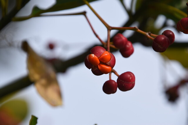 DSC_0733モッコク.jpg