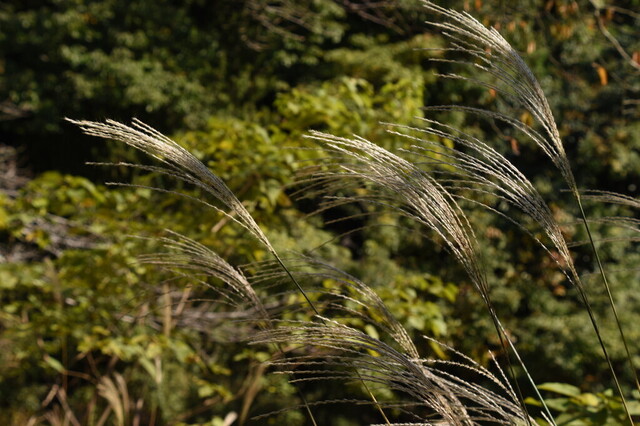 DSC_0734.jpg