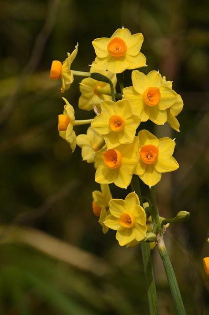 DSC_0737.jpg