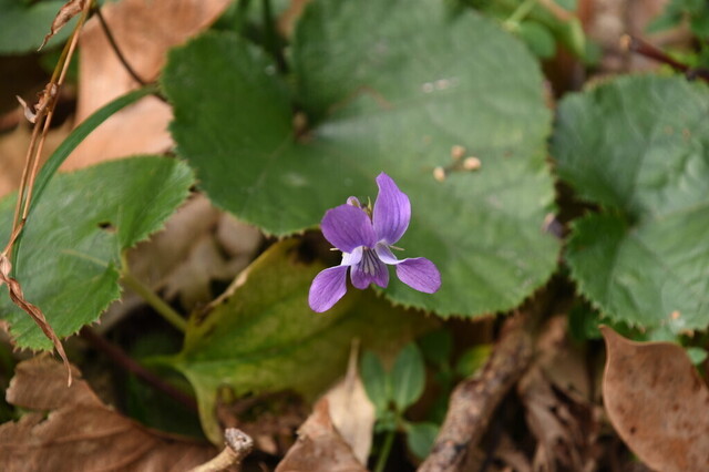 DSC_0900.jpg