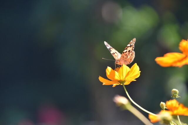 DSC_0912.jpg