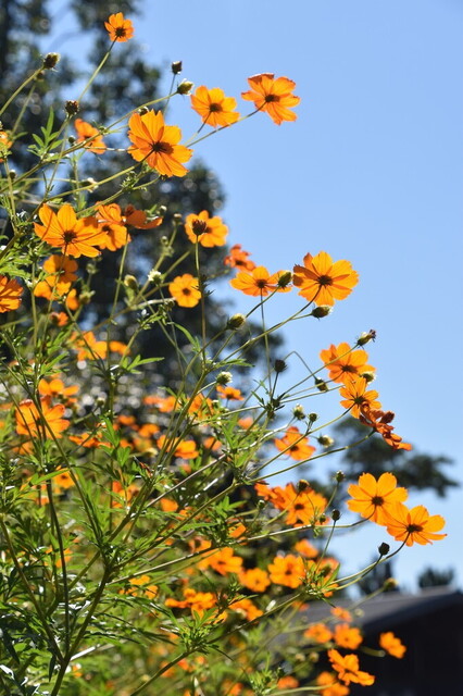DSC_0915.jpg