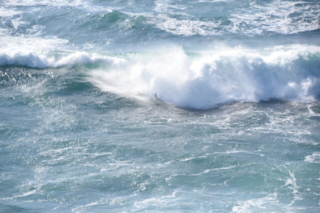 DSC_0981.jpg