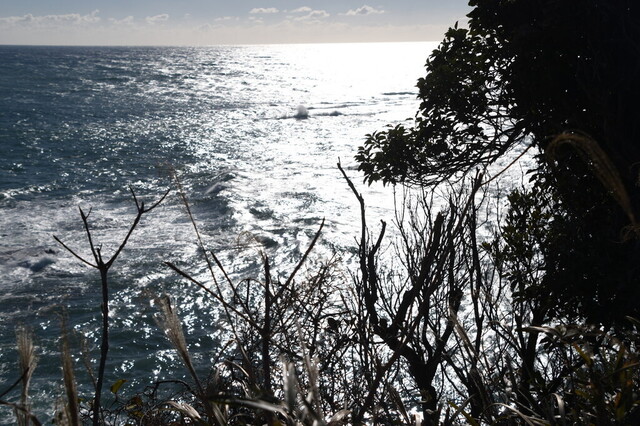 DSC_0988.jpg